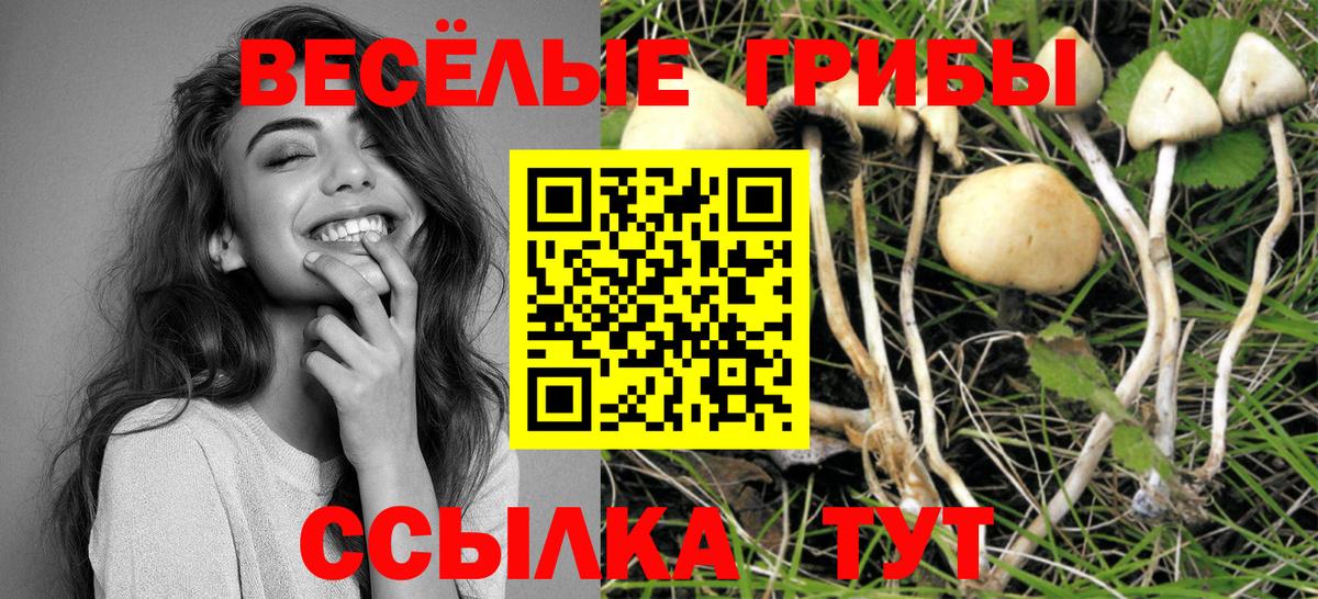 Галлюциногенные грибы Psilocybe Славгород