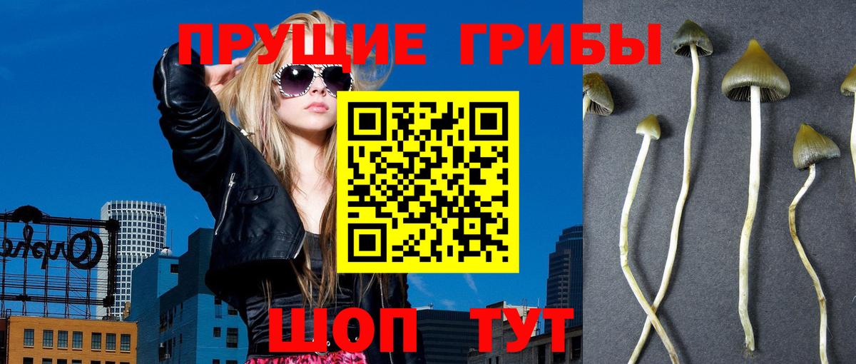 Галлюциногенные грибы Psilocybe  Галлюциногенные грибы Cubensis  Вход с VPN  купить наркотики цена  Славгород 